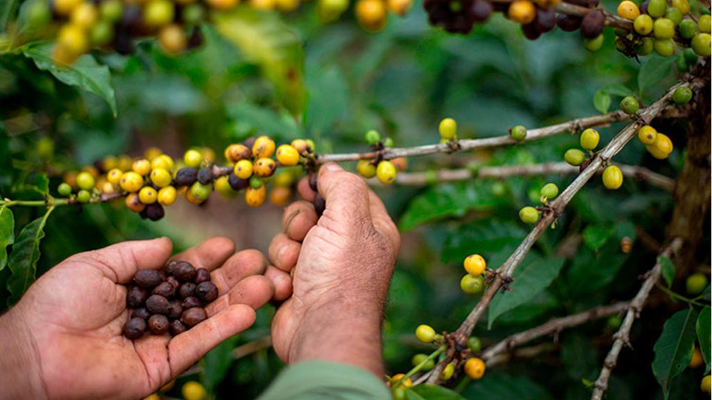 Coffee Drinkers Get More Steps But Also Less Sleep Study Finds 