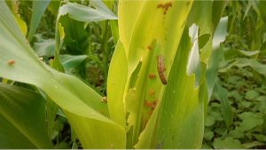American armyworm attack maize crop in Jhapa