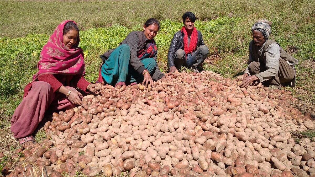 Cooperative facilitates marketing of Jumla potato