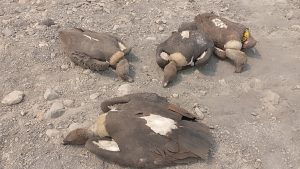 One more White-rumped vulture found dead in Kawasoti