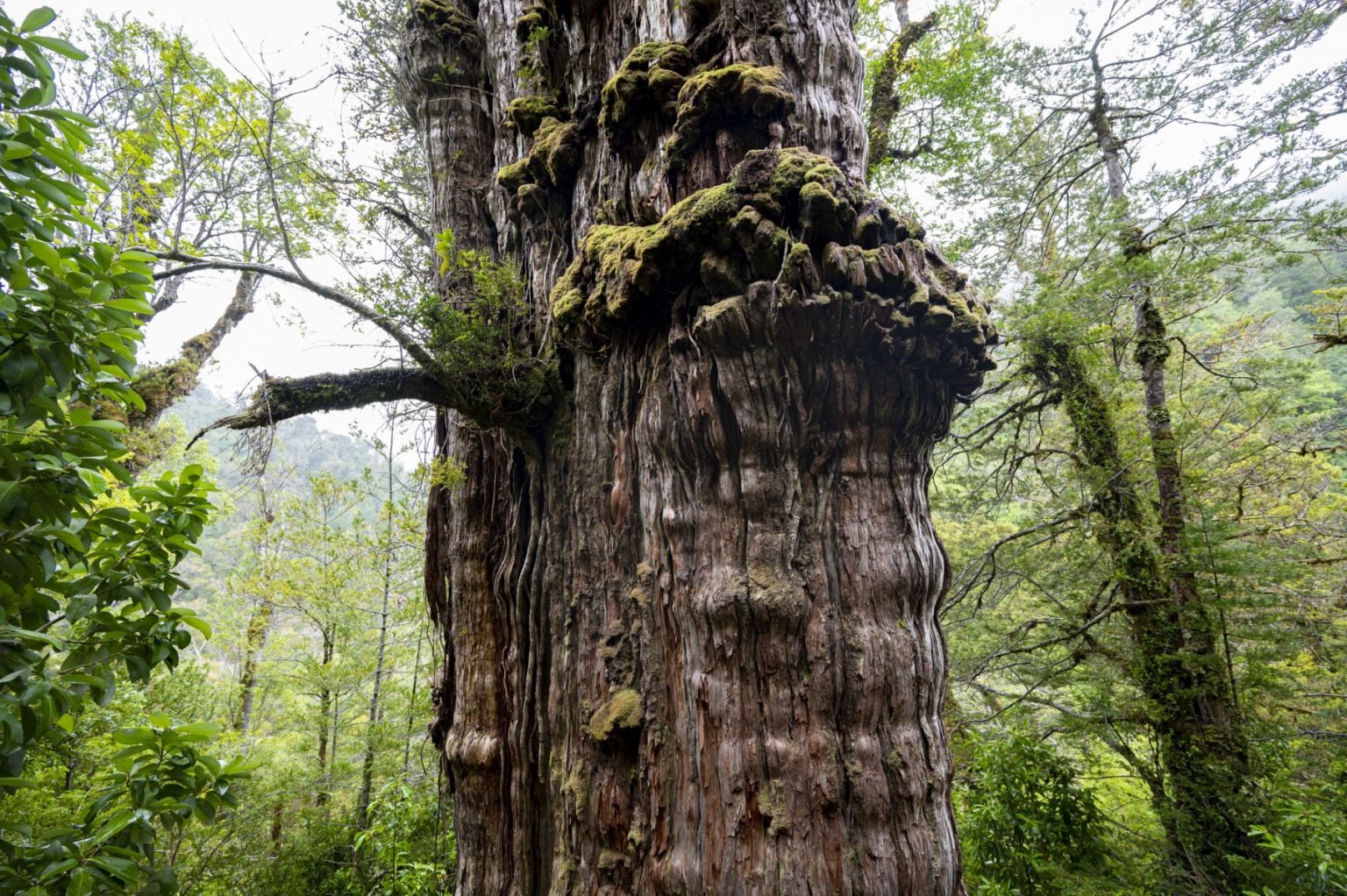 World’s ‘oldest’ tree able to reveal planet’s secrets