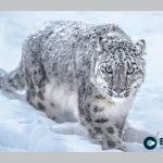 11th International Snow Leopard Day Observed Today