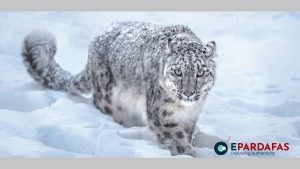Shey-Phoksundo National Park records 90 snow leopards