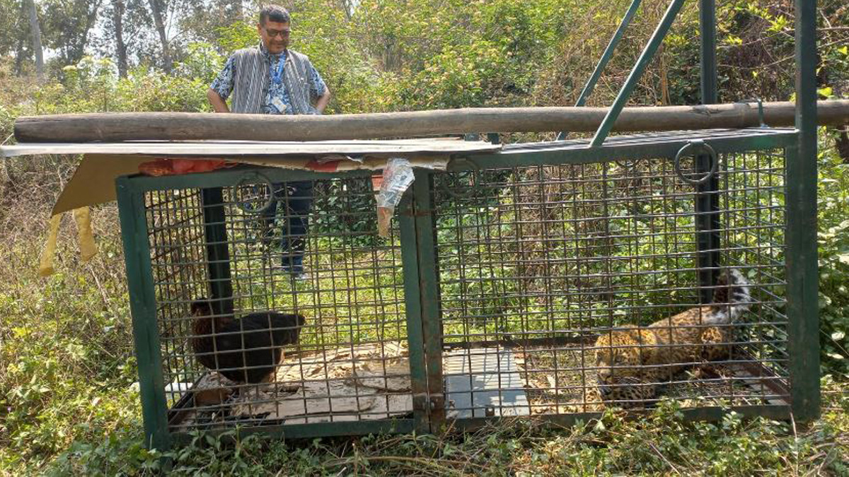 Cheetah spreading terror around TU area caught