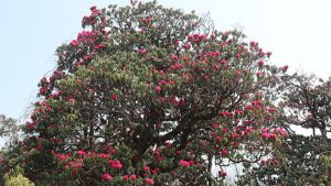 Pathibhara rhododendrons not flowering at regular time sounds the alarm