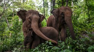 Almost two-thirds of elephant habitat lost across Asia, study finds