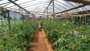 Vegetable farming gives fine returns