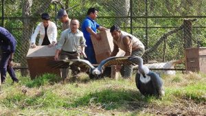 Vulture restaurant in Kawasoti serving as centre to study biological diversity