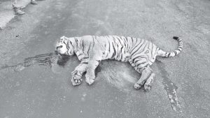 30 tigers dead in seven years