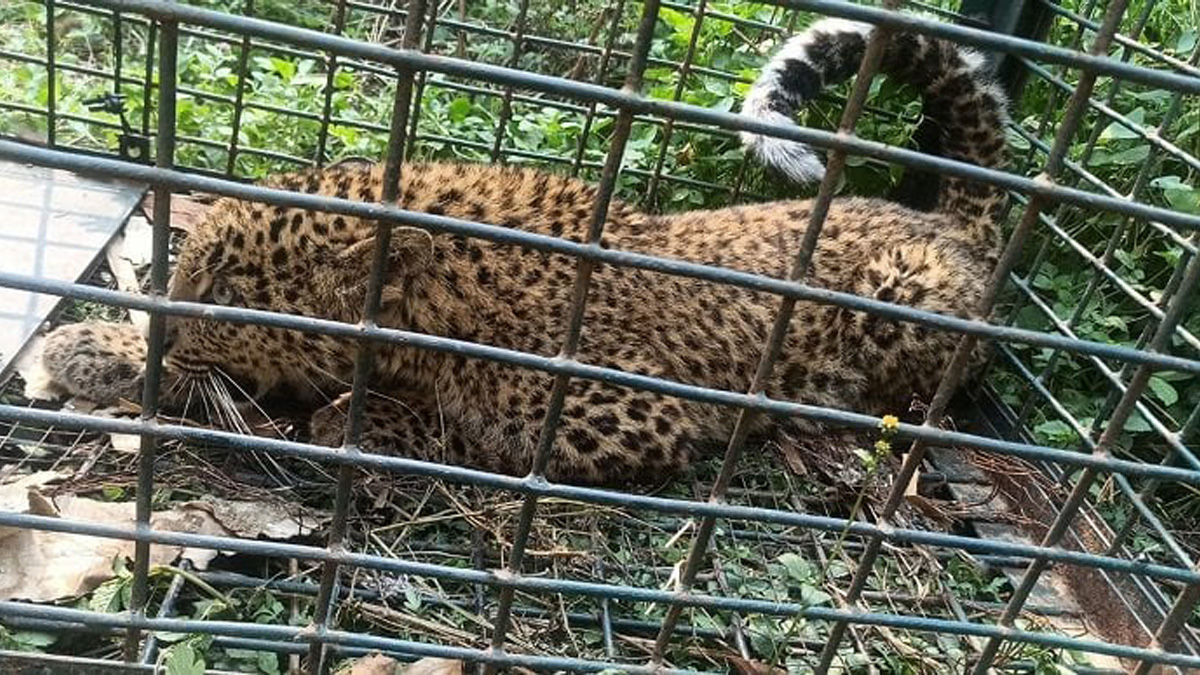 Traps placed to take control of leopards