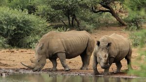 Two rhino calves released into wild
