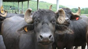 Pokhara Welcomes 7 of 15 Murrah Bulls Gifted by India