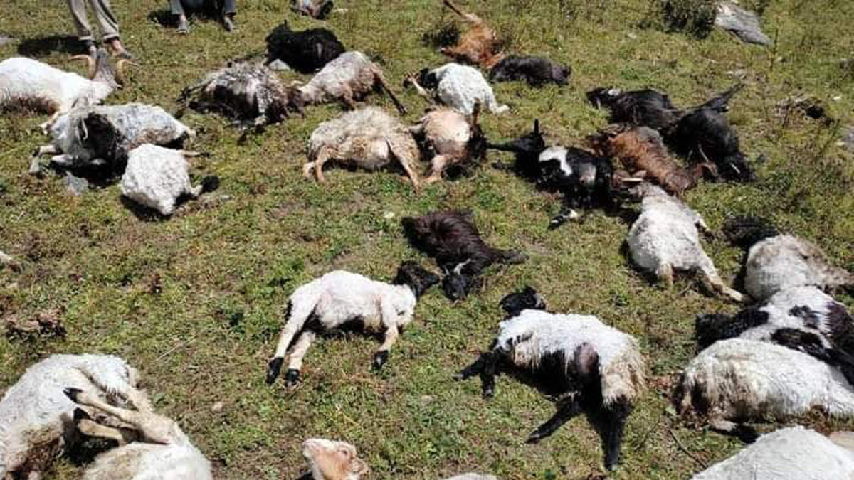 Lightning kills 45 sheep in Myagdi