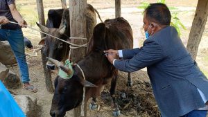 Waling municipality vaccinates cattle against lumpy skin