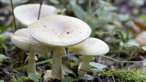 Nine people taken ill after consuming wild mushroom