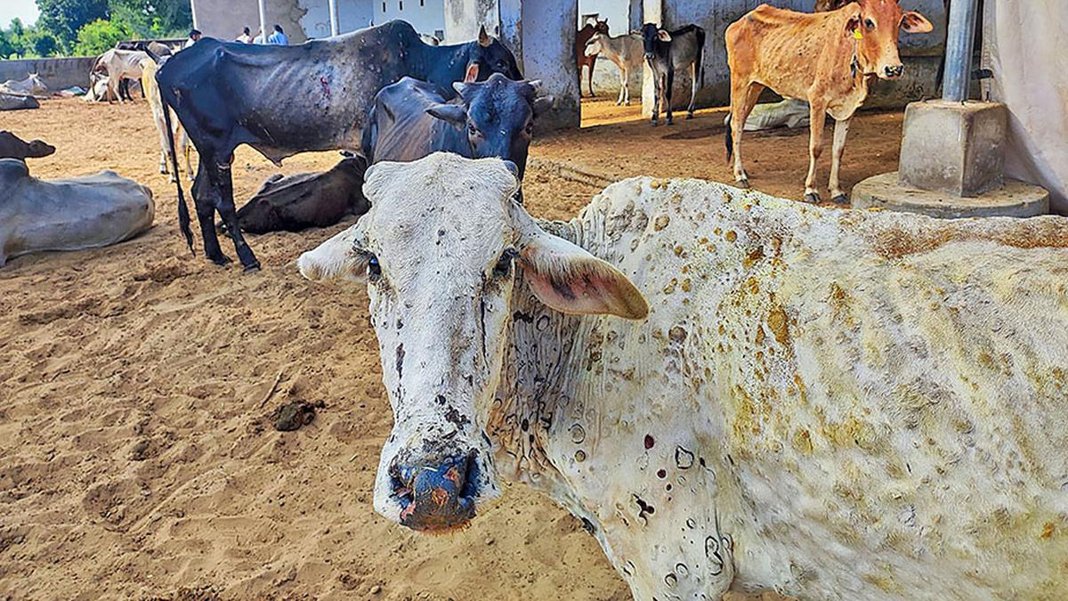 80 cattle die from lumpy skin disease in Chitwan