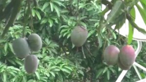 Odisha: Farmer grows world’s “most expensive” mango in his orchard