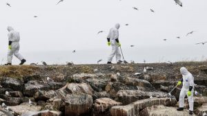 Norway, Finland battle rapid spread of bird flu