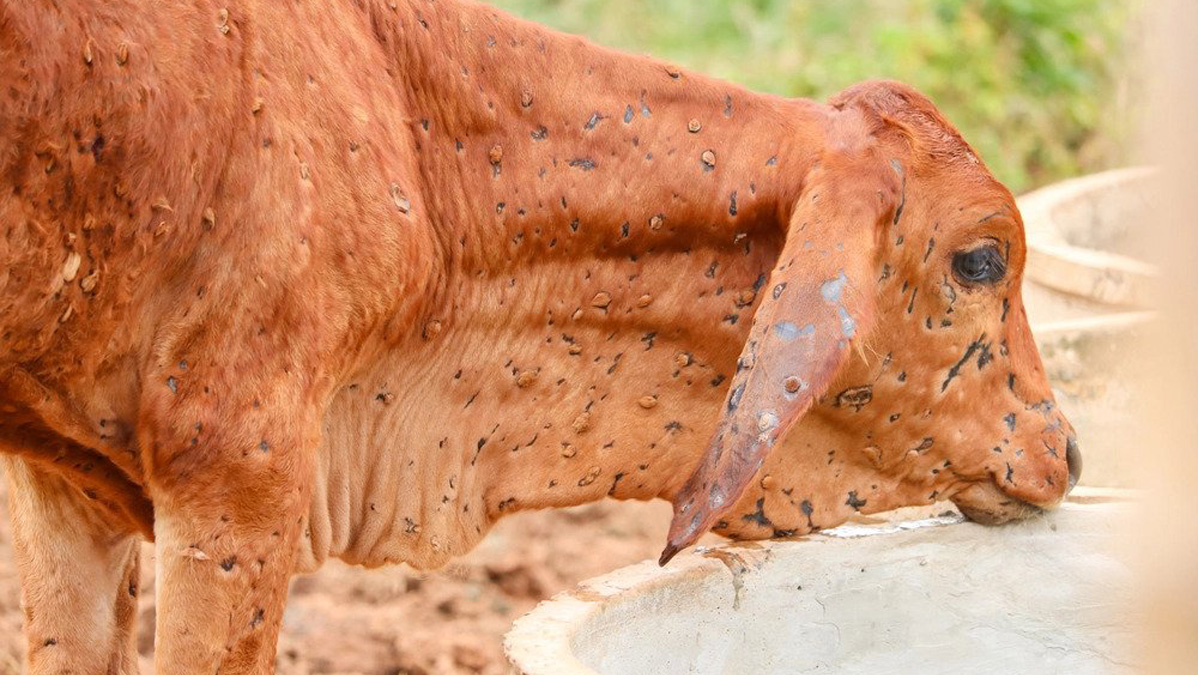 Lumpy skin contagion leaves 158 cattle dead