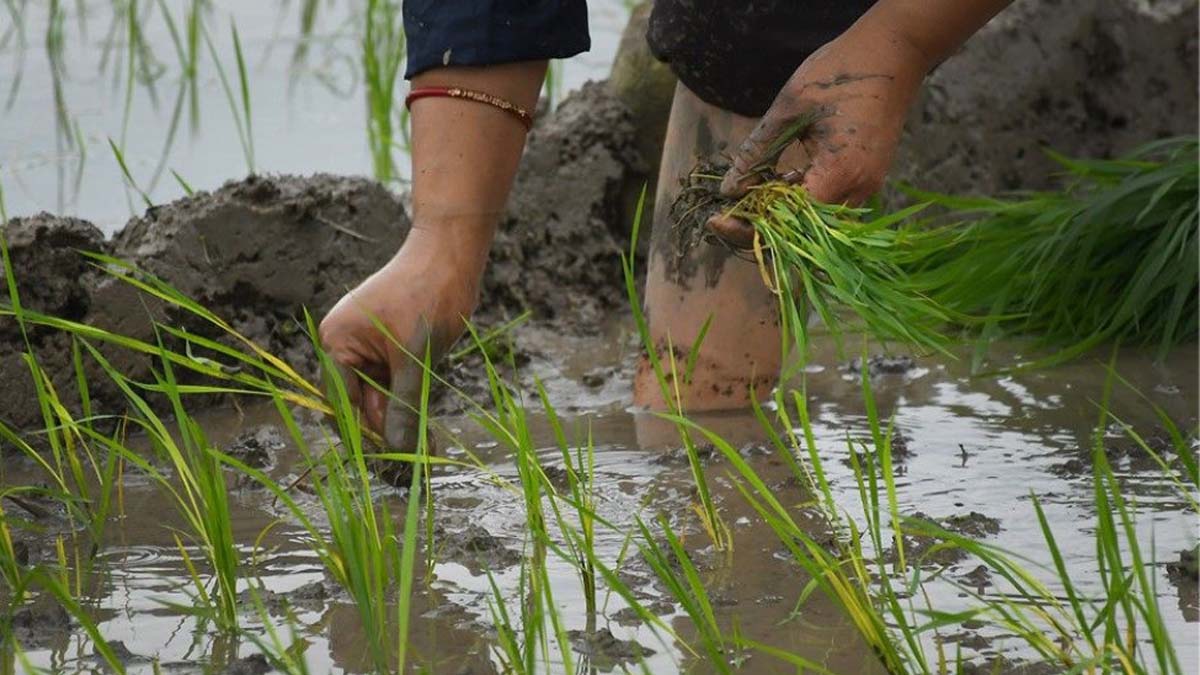 Paddy transplant delayed in Tanahun