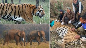 Human-Wildlife Conflict: 200 killed in 5 years