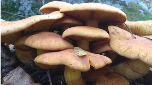 Two die after consuming poisonous mushroom