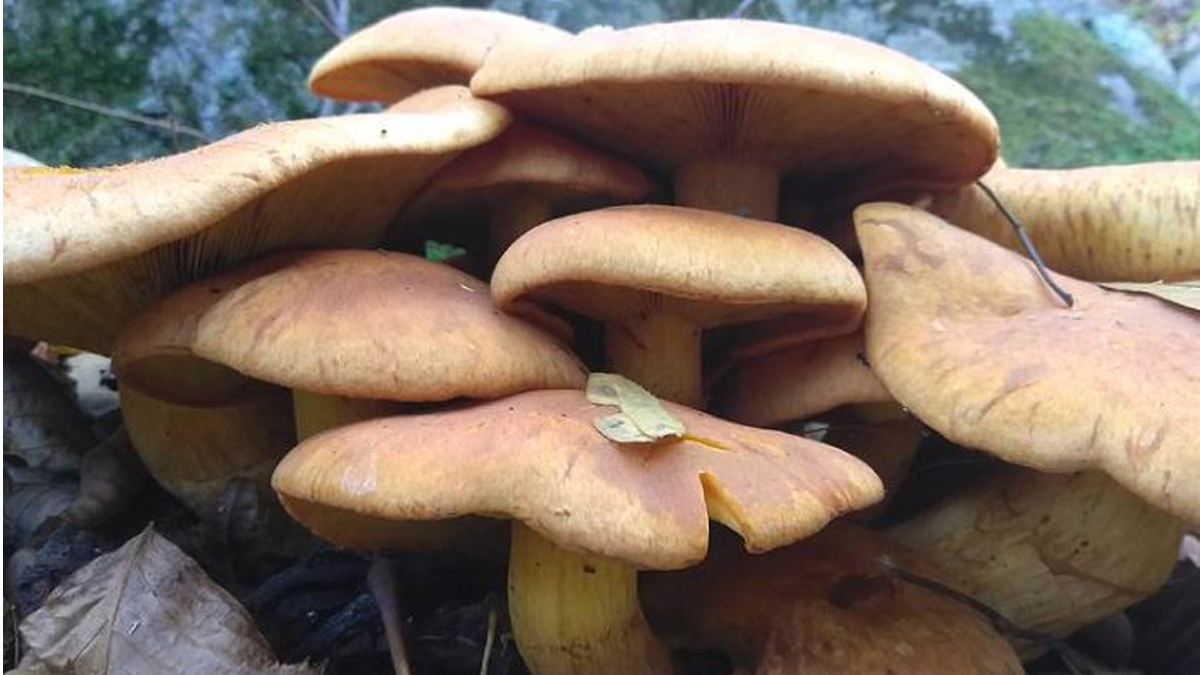 Three Dead After Wild Mushroom Consumption in Rolpa