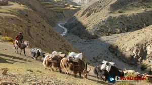 Nepalese People of Upper Dolpa Struggle to Sustain Livelihoods Amidst Chinese Border Closure