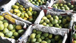 Nepali mangoes dominate the market with bumper production this year