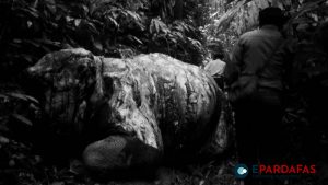TCM Blamed for Ruthless Animal Cruelty and Biodiversity Destruction
