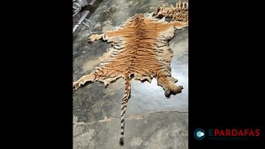 Four held with spotted tiger skin and bones