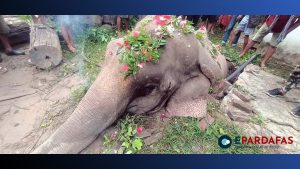 Tragedy Strikes as Wild Tusker Perishes in Septic Tank Mishap