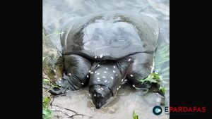 Critically Endangered ‘Black Softshell’ Turtle Species Thrives in Betana Wetland