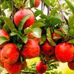 Apple production declines in Dhorpatan area