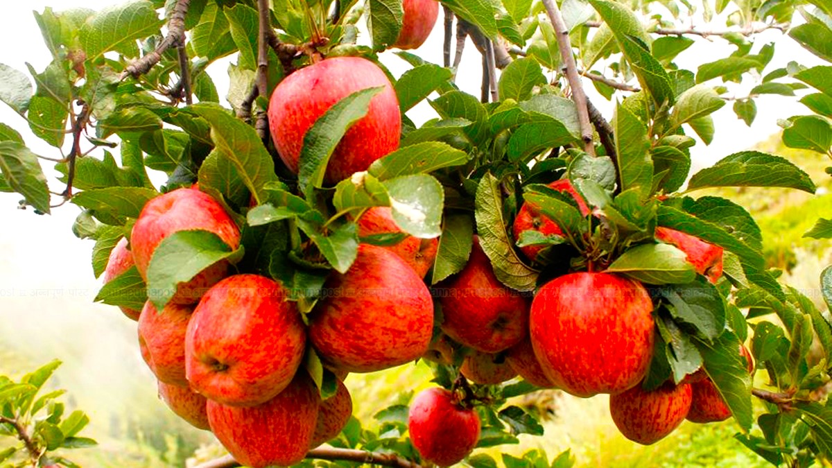 Market Dilemma: Humla’s Ripe Apples Face Uncertain Future