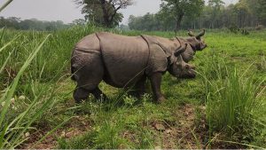 109 one-horned rhinos relocated, 26 gifted to different countries in 38 years