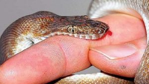 More than 60,000 snakebite patients receive treatment in a year