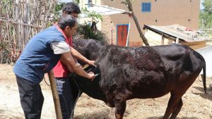 15,000 livestock vaccinated in Udayapur