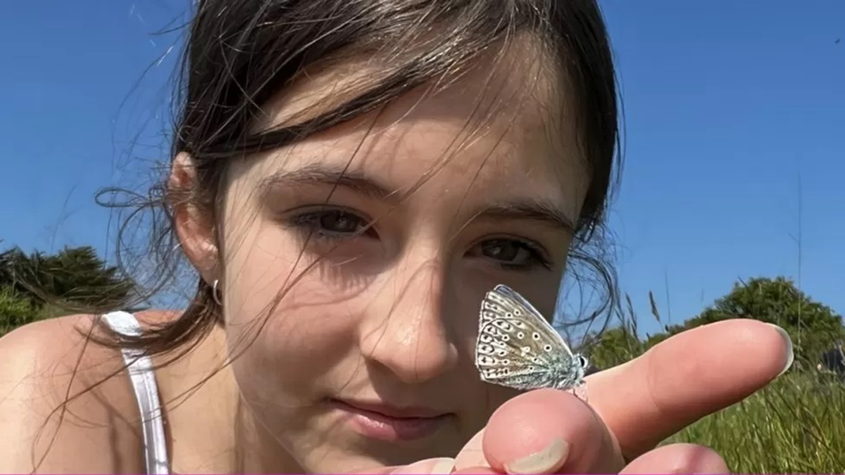 UK butterfly numbers at highest level since 2019
