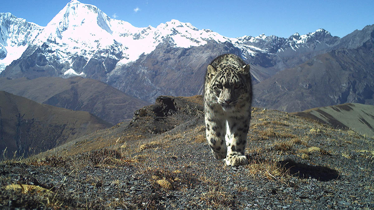 Snow Leopard Conservation Milestone in Bhutan