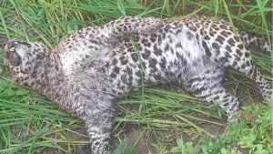 Leopard found dead in Parbat