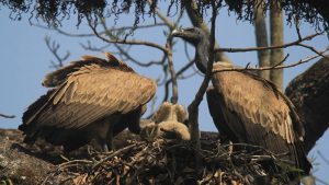 Vulture Population Decline: A Growing Concern