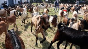 Get Your Dashain Goats from FMTC