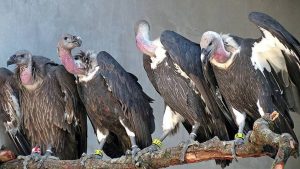 Vulture’s population up