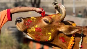 Gai Tihar Celebrated Across the Nation as Hindus Worship Sacred Cows