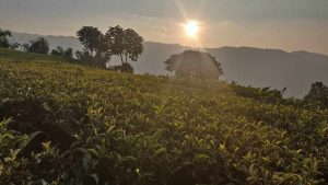 Ilam to host International Tea Festival on June 8-10