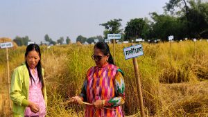 Jhapa produces 81 varieties of rice in single block
