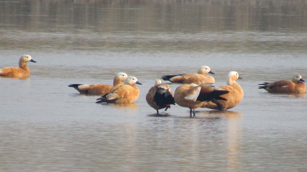 Migratory birds start coming in Chitwan