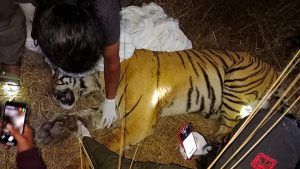 Tiger Linked to Two Deaths in Makwanpur Moved to Chitwan