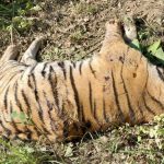 76 Wild Animals of 15 Species Die in Chitwan National Park in Fiscal Year